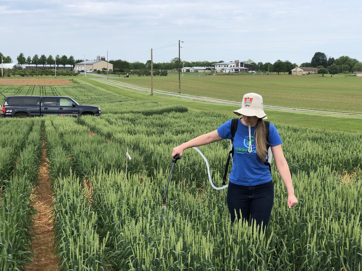 PSU_PlantEpidem's tweet photo. Excellent work by @MahDuffeck yesterday at #SEAREC inoculating wheat trials as part of @USWBSI funded research, @ufvplantpath, @edelponte https://t.co/lIzSqIHKsd