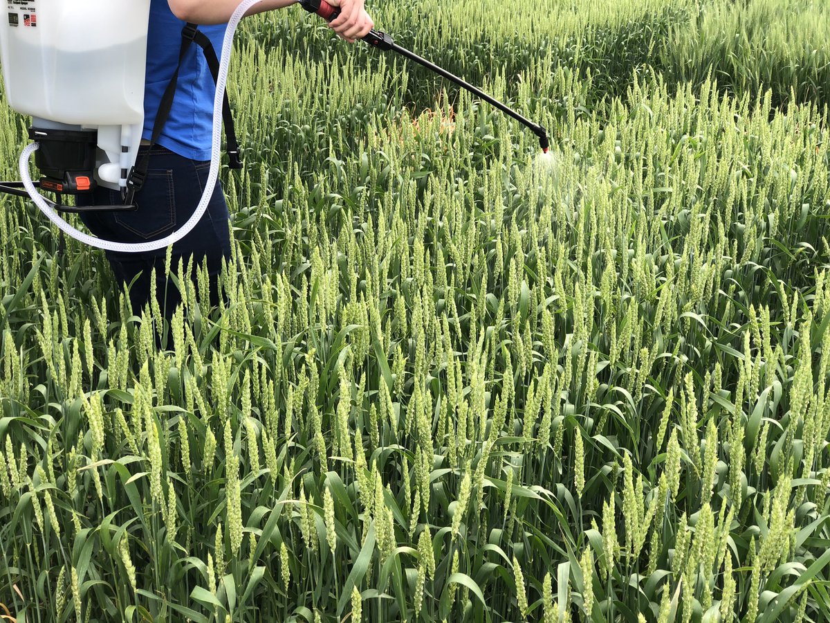PSU_PlantEpidem's tweet photo. Excellent work by @MahDuffeck yesterday at #SEAREC inoculating wheat trials as part of @USWBSI funded research, @ufvplantpath, @edelponte https://t.co/lIzSqIHKsd