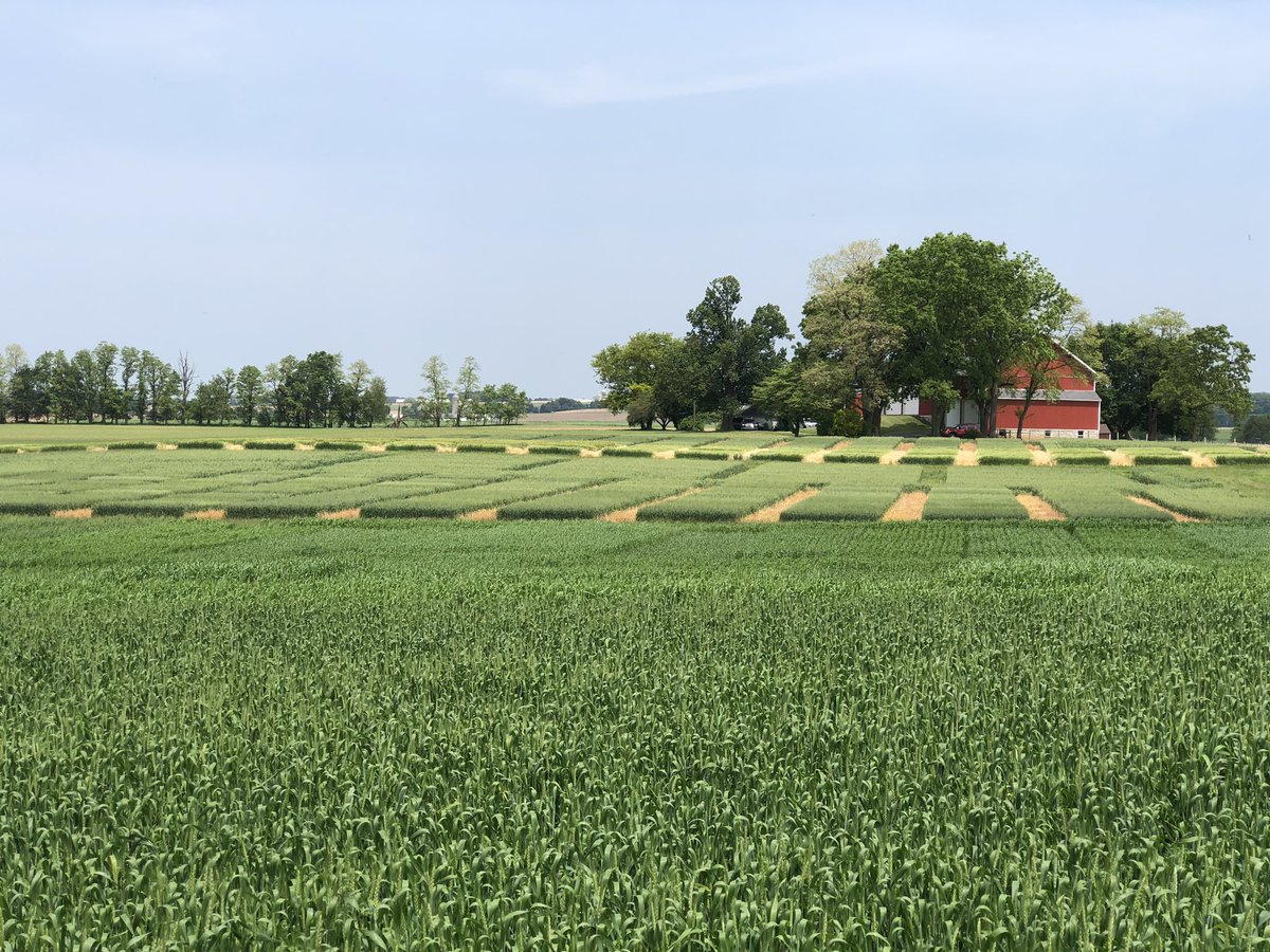 PSU_PlantEpidem's tweet photo. Excellent work by @MahDuffeck yesterday at #SEAREC inoculating wheat trials as part of @USWBSI funded research, @ufvplantpath, @edelponte https://t.co/lIzSqIHKsd