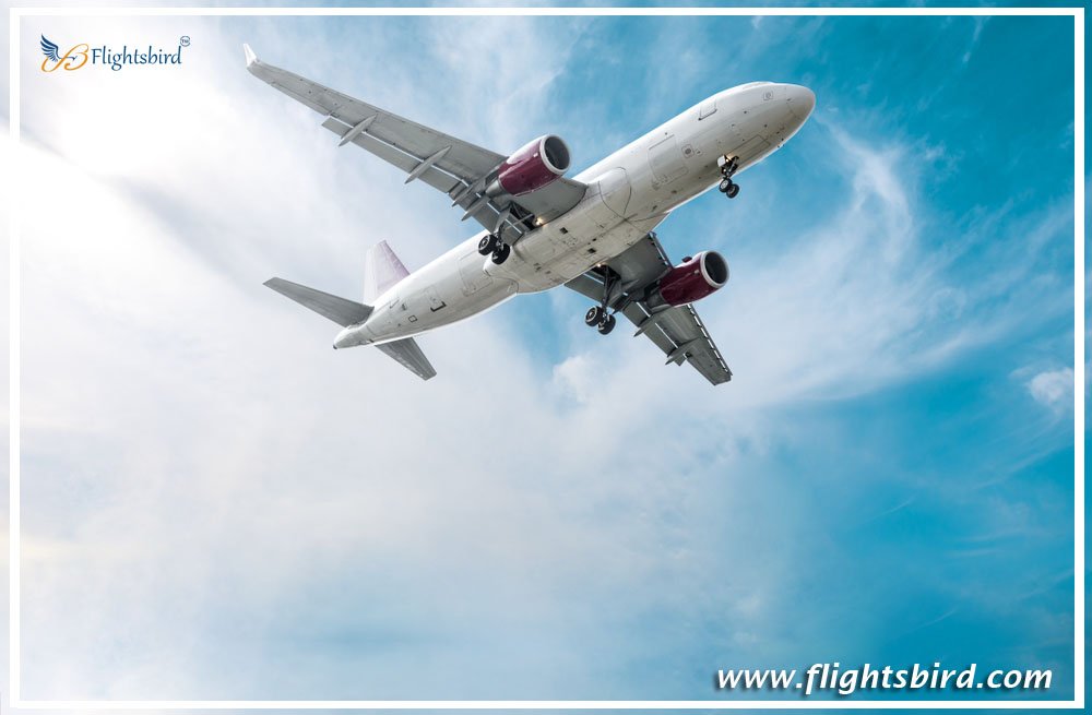 flightsbird's tweet photo. Massive Airfare Sale at #Flightsbird: #Flights are Going Cheaper to Anywhere

Visit: https://t.co/5wzmtqPc7r https://t.co/CLEKl8kx9o