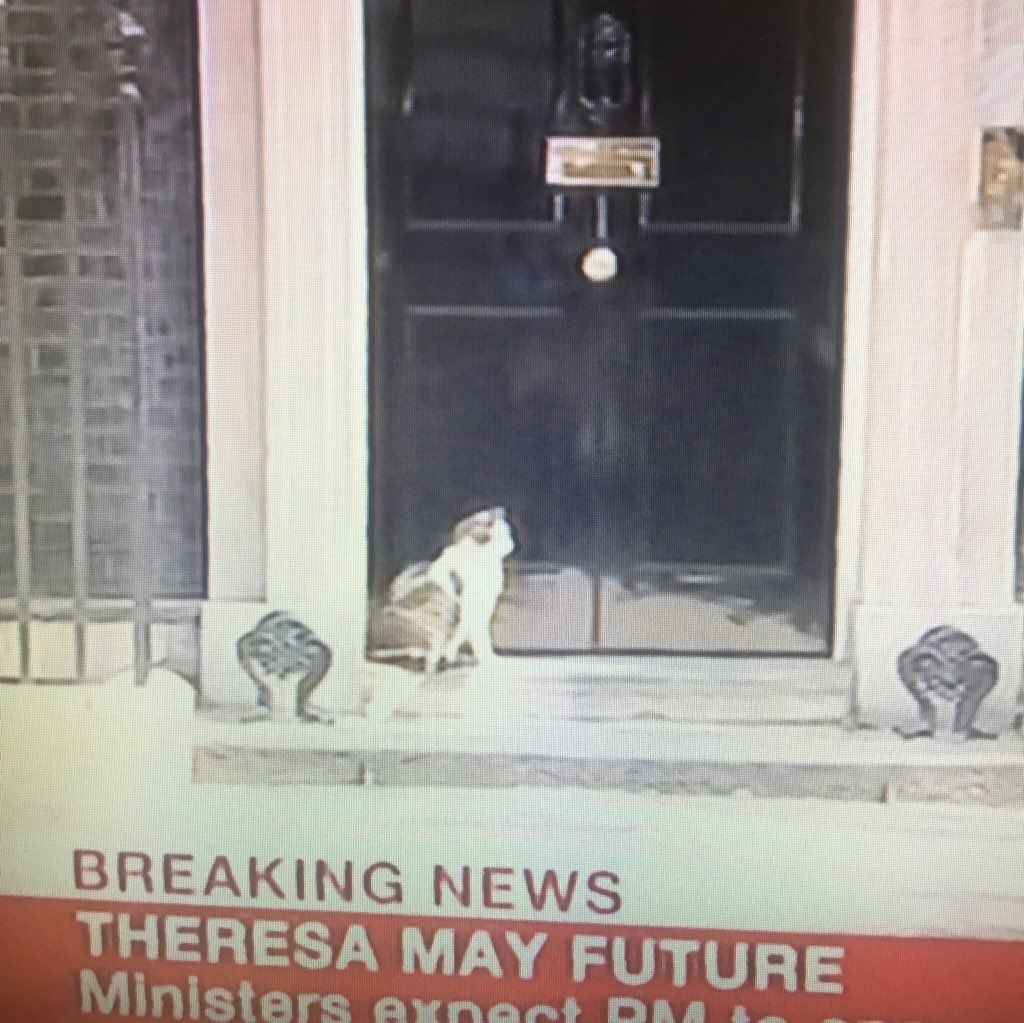 Larry the cat waiting to be let in