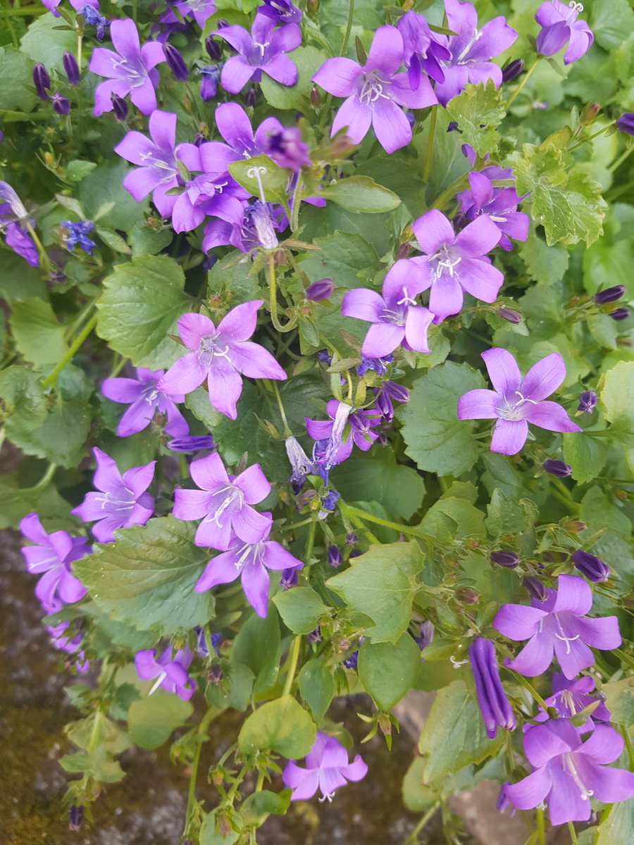 KgKarla90's tweet image. @LiveWellLeeds @Touchstone_SC  the Garden is looking beautiful today!!