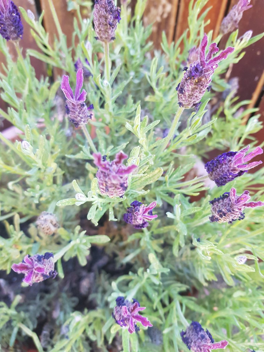 KgKarla90's tweet image. @LiveWellLeeds @Touchstone_SC  the Garden is looking beautiful today!!