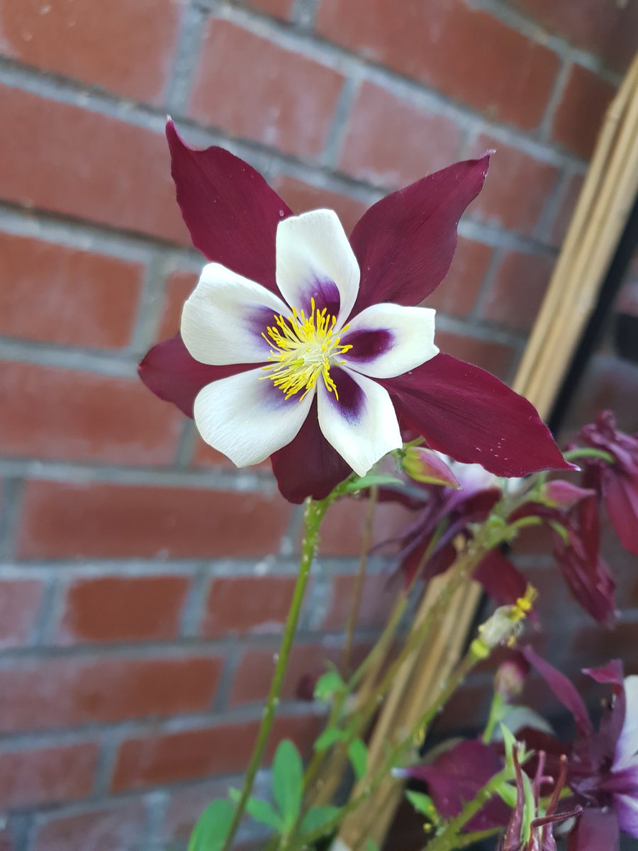 KgKarla90's tweet image. @LiveWellLeeds @Touchstone_SC  the Garden is looking beautiful today!!