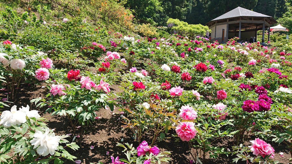 marugotoaomori's tweet photo. #南部町 ぼたんまつり開催中です😊
今日見に行ってきました🌼
色とりどりのぼたん美しかったです✨
週末も天気がいいみたいなので是非いってみてくださぃ🙋

📍長谷ぼたん園
住所：青森県三戸郡南部町大向長谷3
#青森 #aomori https://t.co/4dxZ9NUrj5