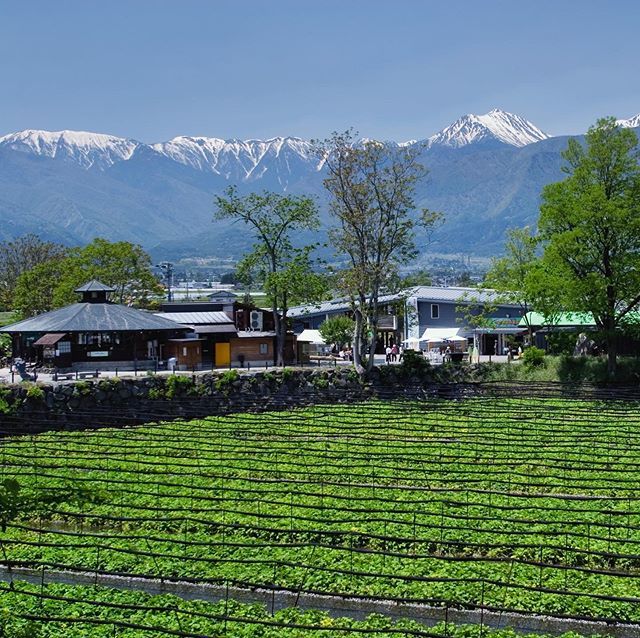 GoNagano_Japan's tweet photo. Daio Wasabi Farm is the largest of its kind in Japan, producing wasabi at the base of the Japanese Alps. Wasabi is particularly difficult to cultivate, requiring a constant flow of clean, cold water (10~15°C) to grow. Thanks to the snow melt from the Hot… https://t.co/cOW7qXwPbF https://t.co/6IEc8tohYz
