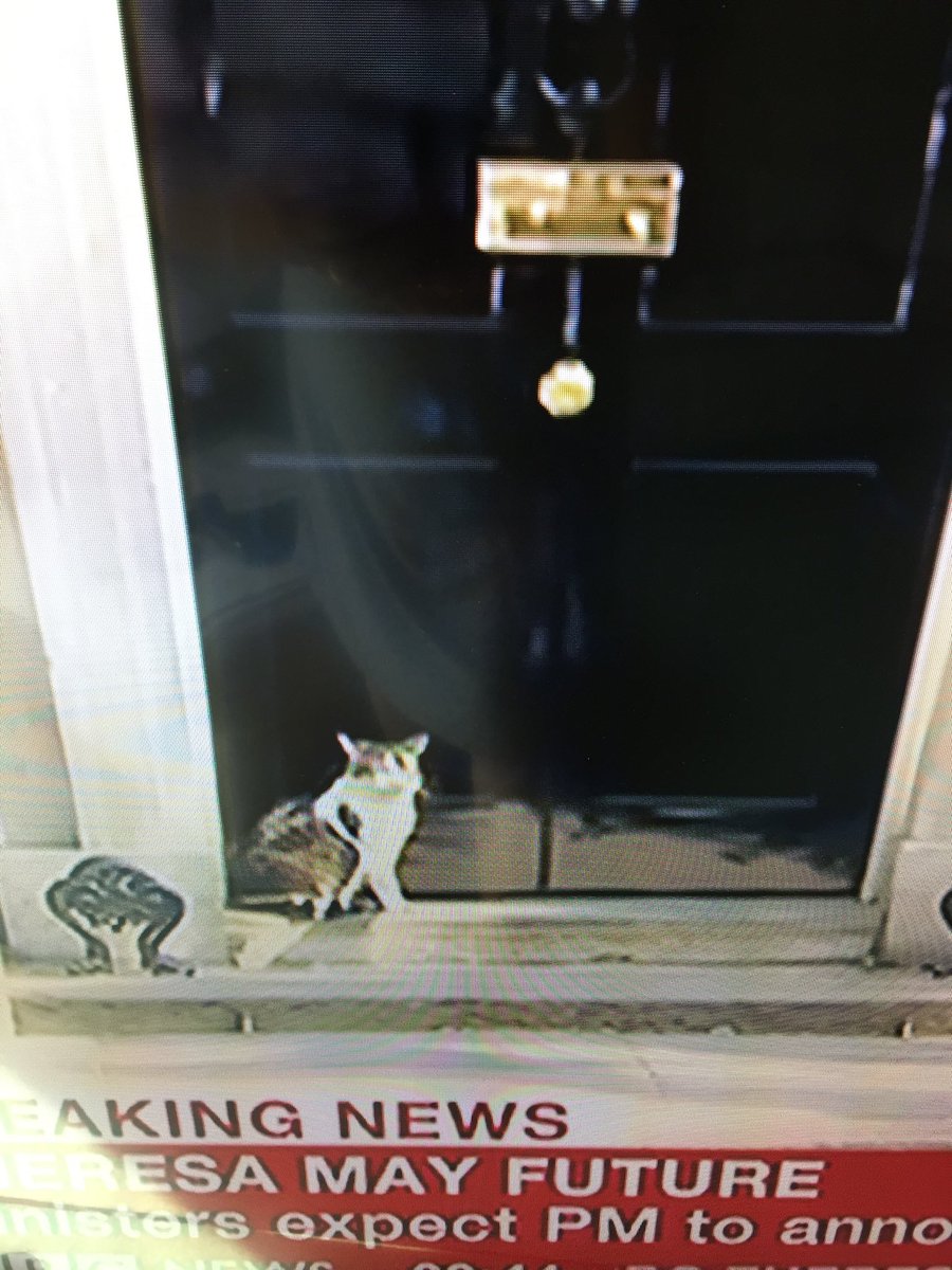 patcorrigan8's tweet photo. Larry to be next PM #CatsOfTwitter https://t.co/fZUVCz3Wo7
