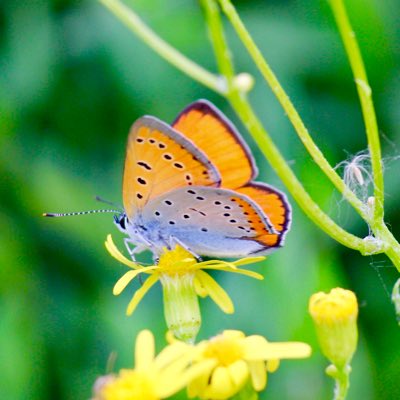 DarrenStarkey's tweet photo. #NewProfilePic #LargeCopper https://t.co/okqPIhWcnv