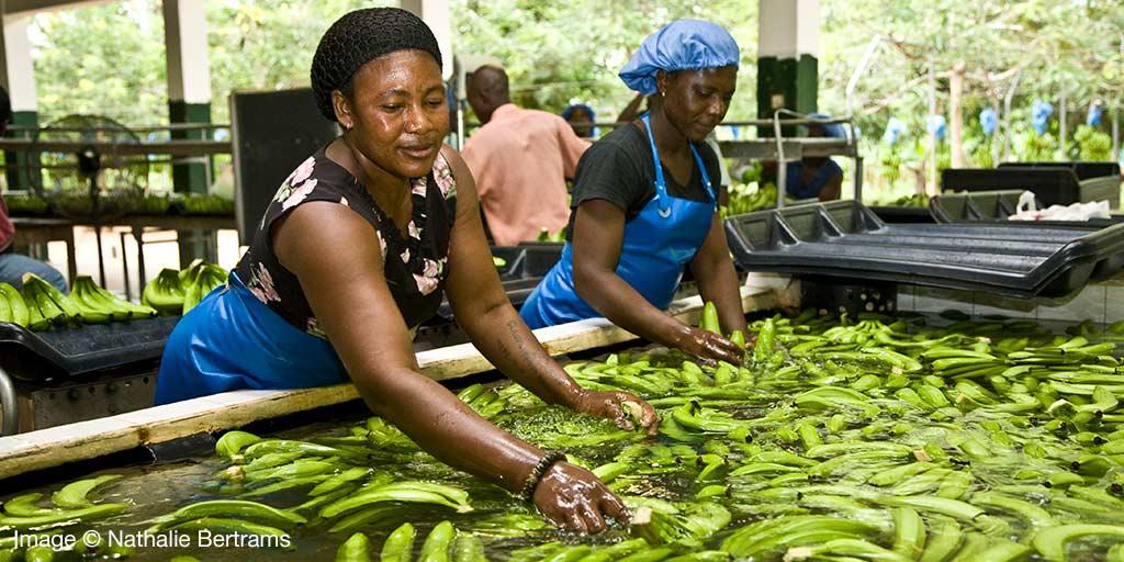 FAIRTRADE's tweet photo. #Fairtrade is pioneering a new approach to labour relations on #banana plantations. Can #unions, #employers and #workers jointly plan a safe, financially stable and #gender-inclusive future? 
https://t.co/FCQn46igyM https://t.co/hbPIJ5bR2k