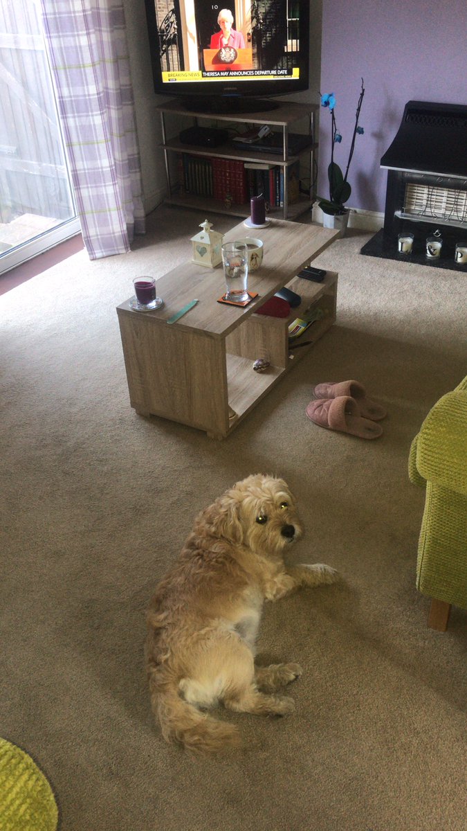 Beth_M_Miller's tweet image. Not much happening this morning. Just more anarchy. It’s a dogs life for little Harry. He’s #notfussed