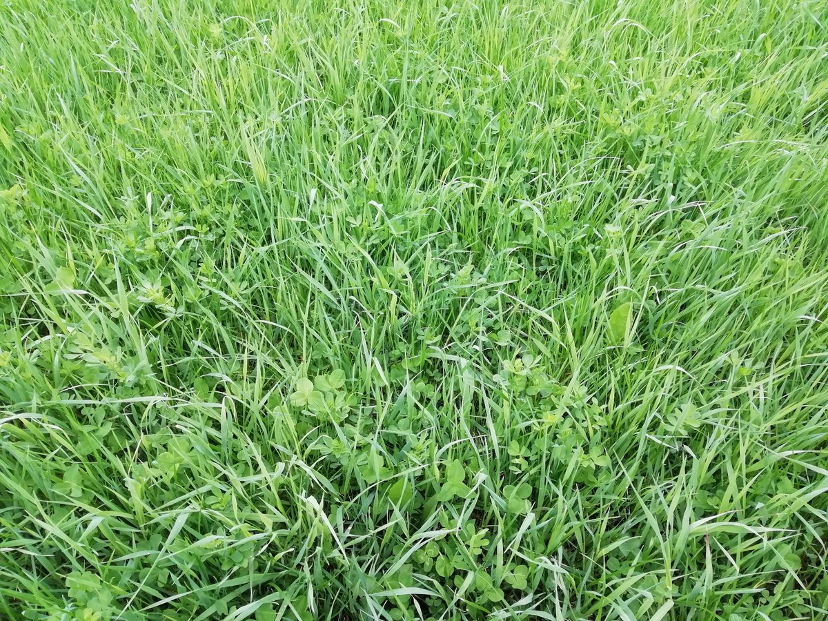 EllaAnu's tweet image. Many farmers are in trouble because of the drought and lack of Silage from last year. Very nice to see also good grass with good density this Spring. These fields Farmer is involved in discussion Group -and you can notice it! #discussiongroups #bestpractises #satakunta @ProAgria