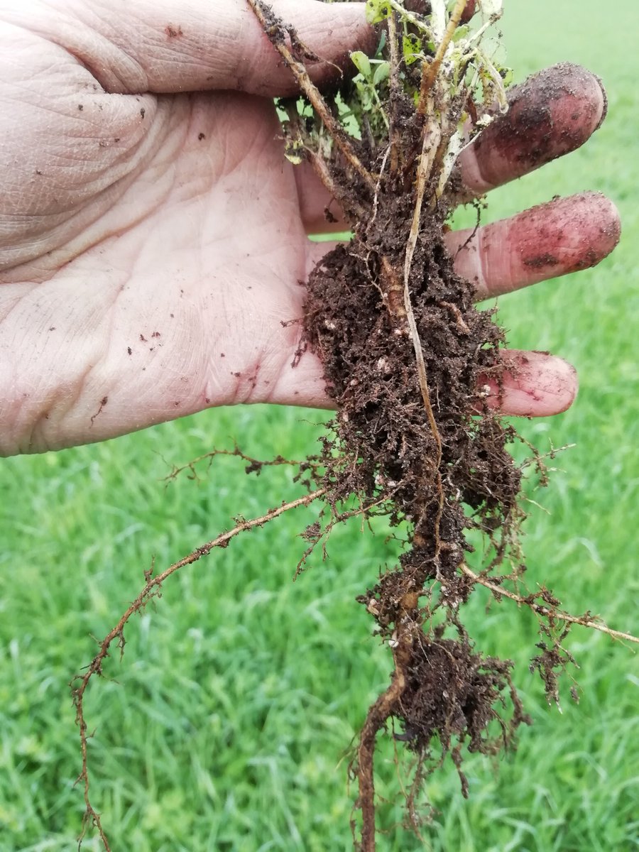 EllaAnu's tweet image. Many farmers are in trouble because of the drought and lack of Silage from last year. Very nice to see also good grass with good density this Spring. These fields Farmer is involved in discussion Group -and you can notice it! #discussiongroups #bestpractises #satakunta @ProAgria