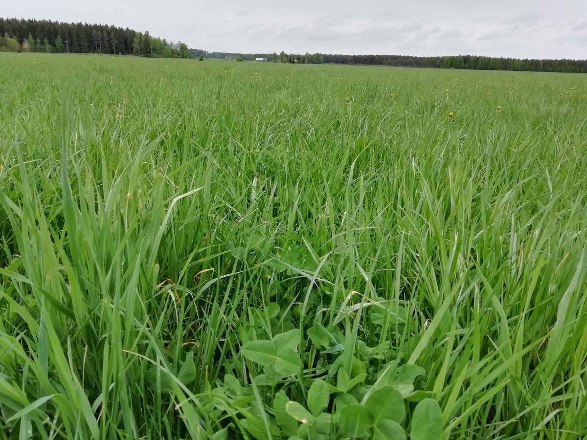 EllaAnu's tweet image. Many farmers are in trouble because of the drought and lack of Silage from last year. Very nice to see also good grass with good density this Spring. These fields Farmer is involved in discussion Group -and you can notice it! #discussiongroups #bestpractises #satakunta @ProAgria
