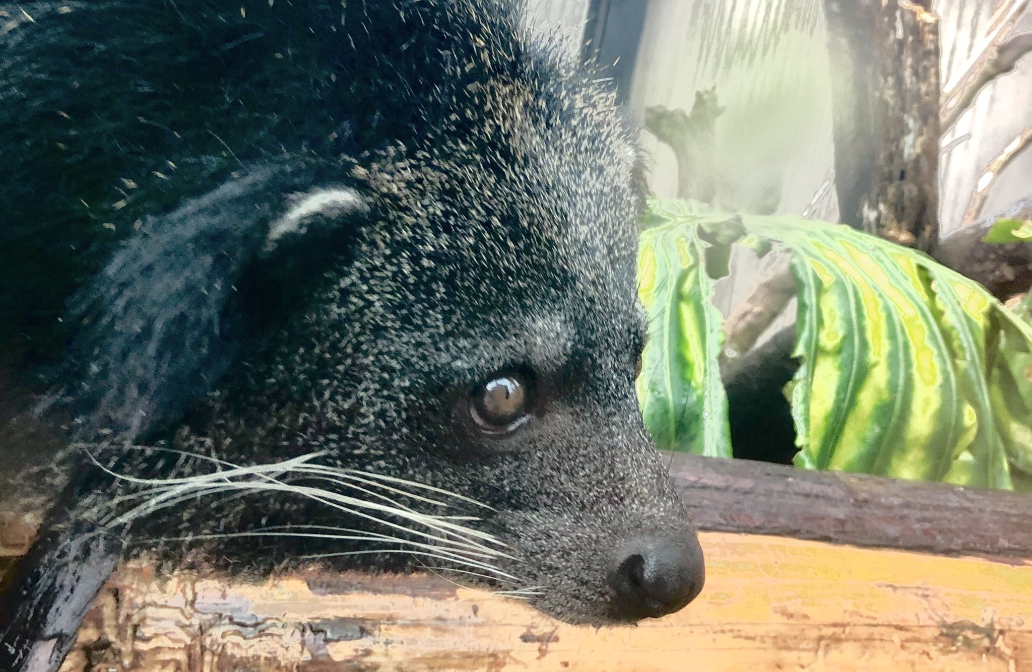 鹿児島市平川動物公園 平川動物公園でくらすボルネオ島に生息する動物はボルネオオランウータン ブタオザル マレーグマ アジアゾウ そしてこのビントロングがいます ビントロングはポップコーンの匂いがします この匂いは2 アセチル 1 ピロリン 2 Ap