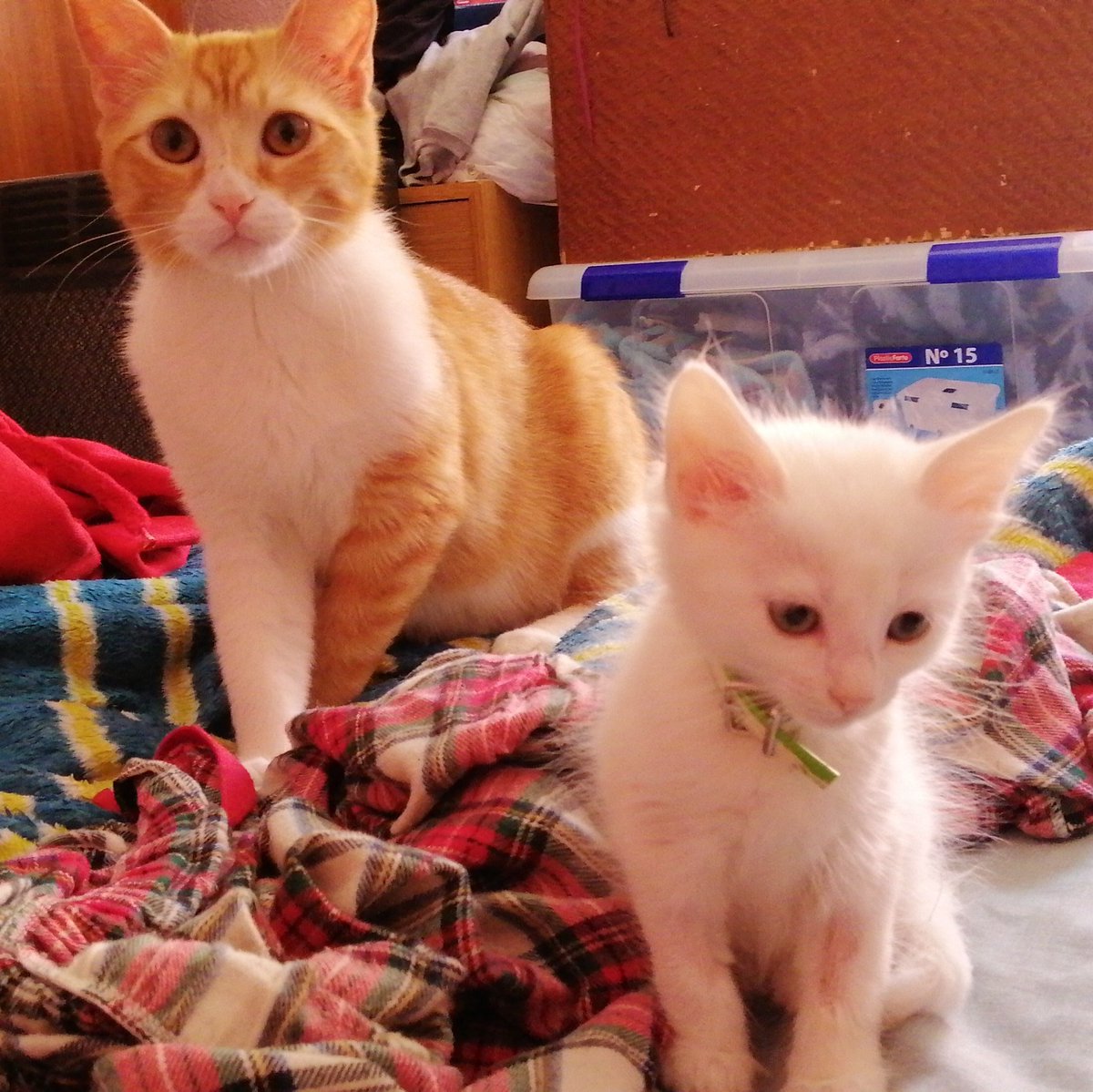 hakunamatatafa1's tweet photo. #Artai y #versache se acaban de conocer y no llevan nada mal eso de tener nuevos amigos! Artai busca hogar y las hermanas de versache también! https://t.co/lBouhbIV6m