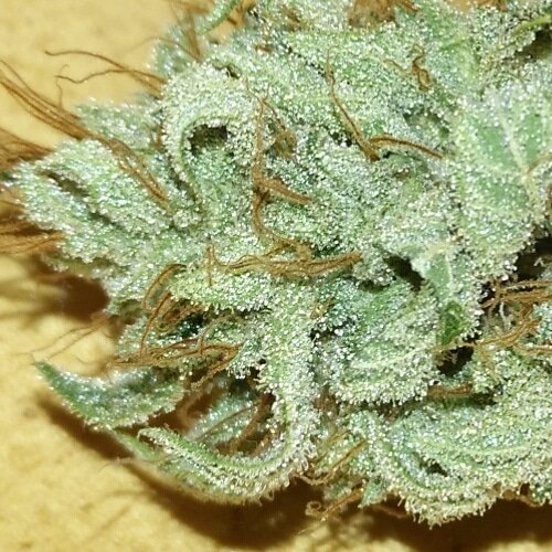 Gonyweed tweet media