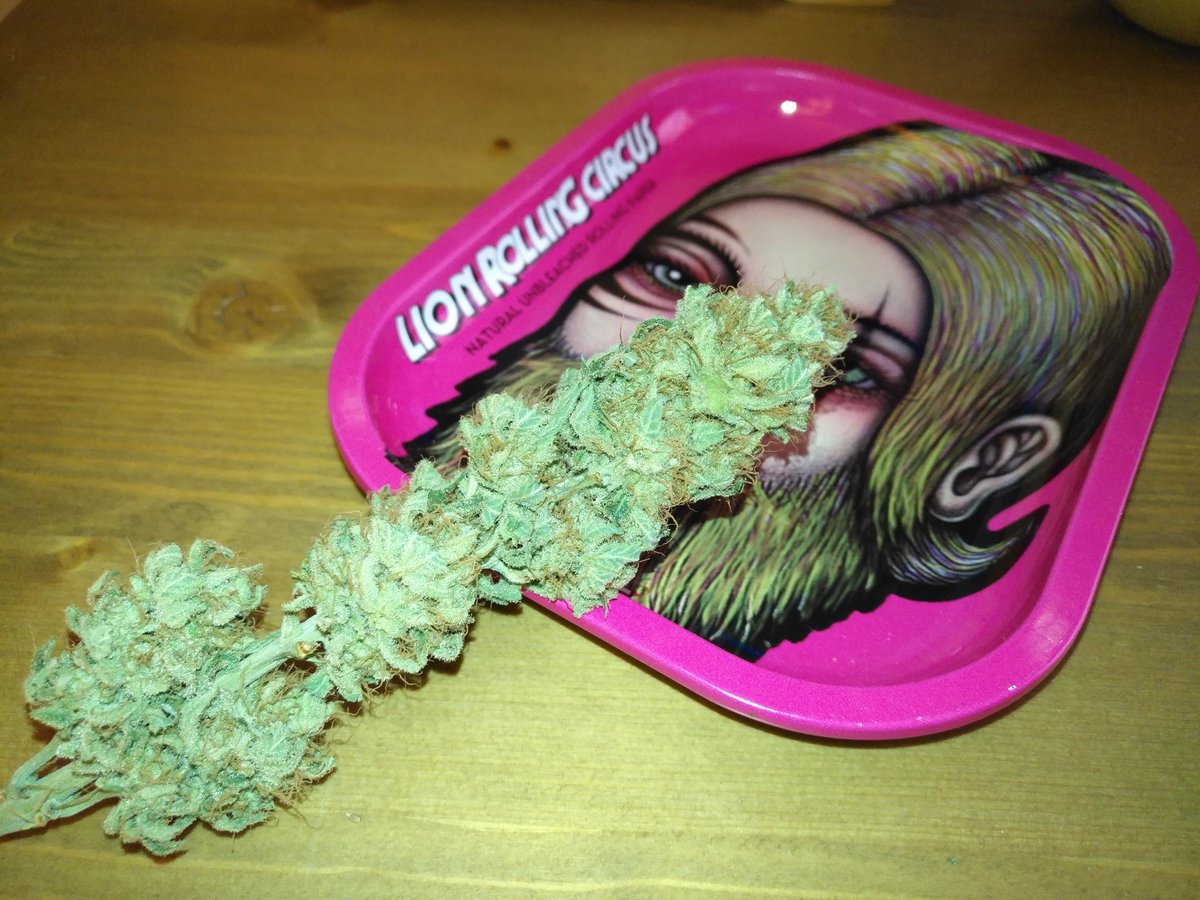 Gonyweed tweet media