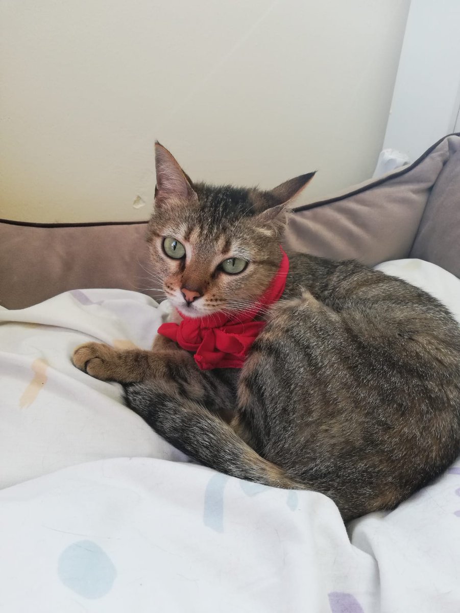 ANKARA-Yuva
Hamileyken korumaya alındı, bebeklerini kaybetti. 7 aylık, kısırlaştırıldı, iç-dış parazit aşısı yapıldı.Çok uysal tek derdi sevdirmek.Bakan kişinin kedileri istemiyor, sokakta da dayak yiyor. Yatağı, kum kabı ve 3 aylık mamasıyla verilecek. İletişim Merve 05536388966