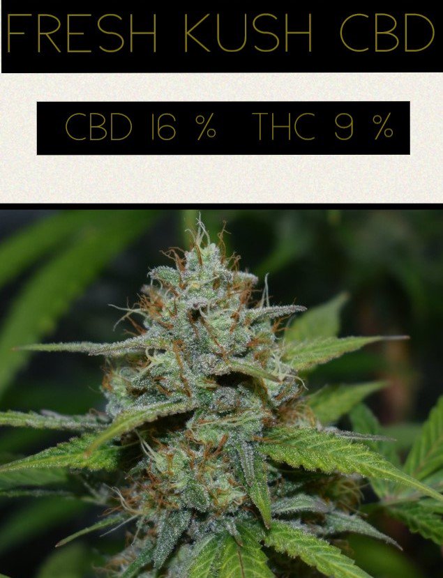 Raro Genetics Farm® tweet media