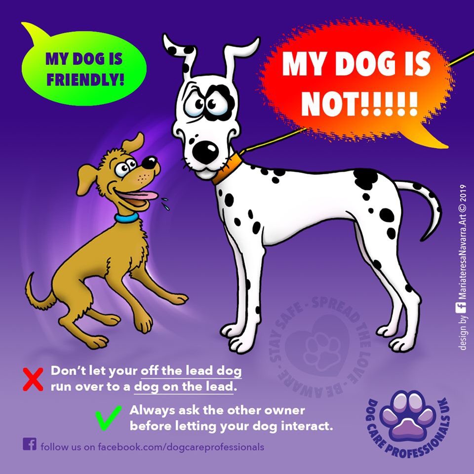 Dog Care Professionals UK tweet media