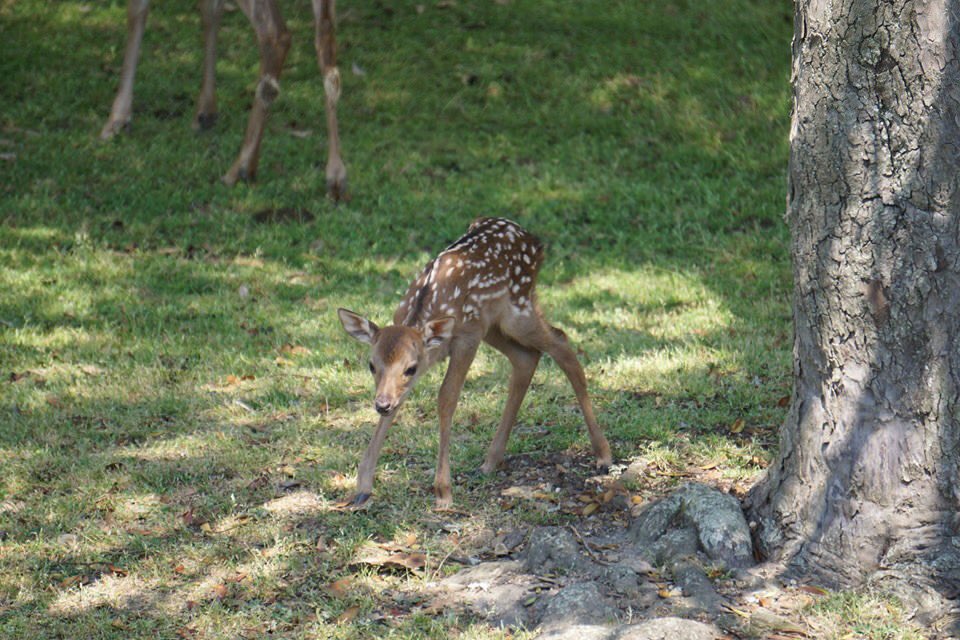 一般財団法人奈良の鹿愛護会 公式アカウント もし 奈良公園で隠れている子鹿を見つけても 近寄ったり触ったりせず静かに離れてください 子鹿ちゃんは よ し うまく隠れているからばれてないぞ と思っています 子鹿に触ると人間の匂いが付いて