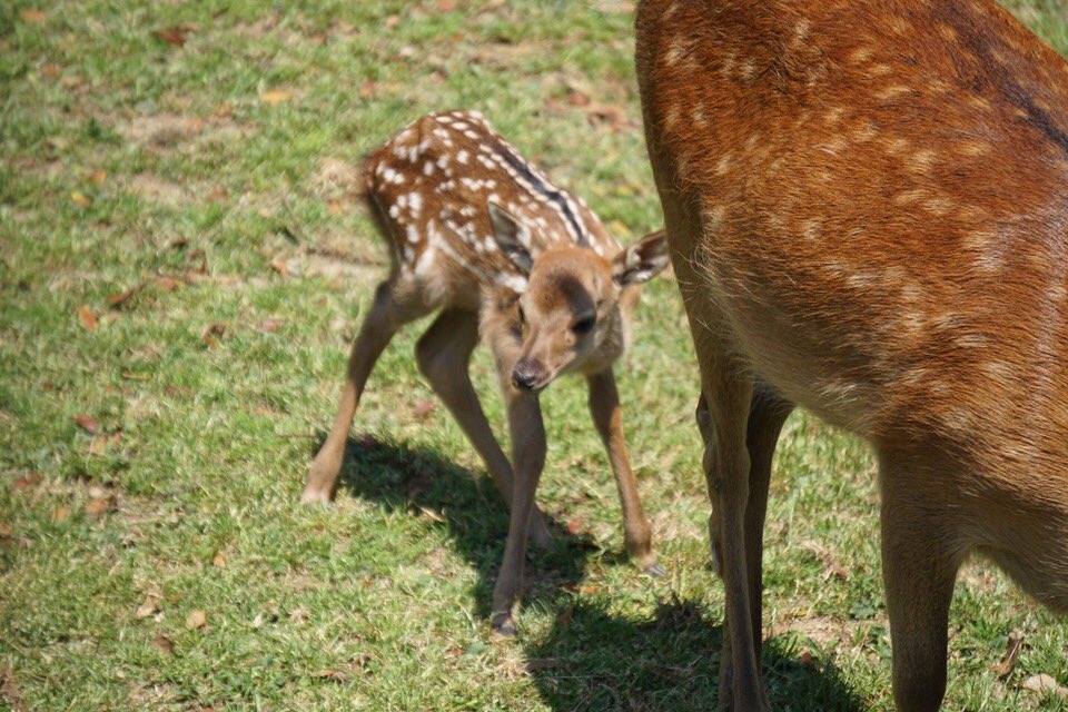 一般財団法人奈良の鹿愛護会 公式アカウント もし 奈良公園で隠れている子鹿を見つけても 近寄ったり触ったりせず静かに離れてください 子鹿ちゃんは よ し うまく隠れているからばれてないぞ と思っています 子鹿に触ると人間の匂いが付いて