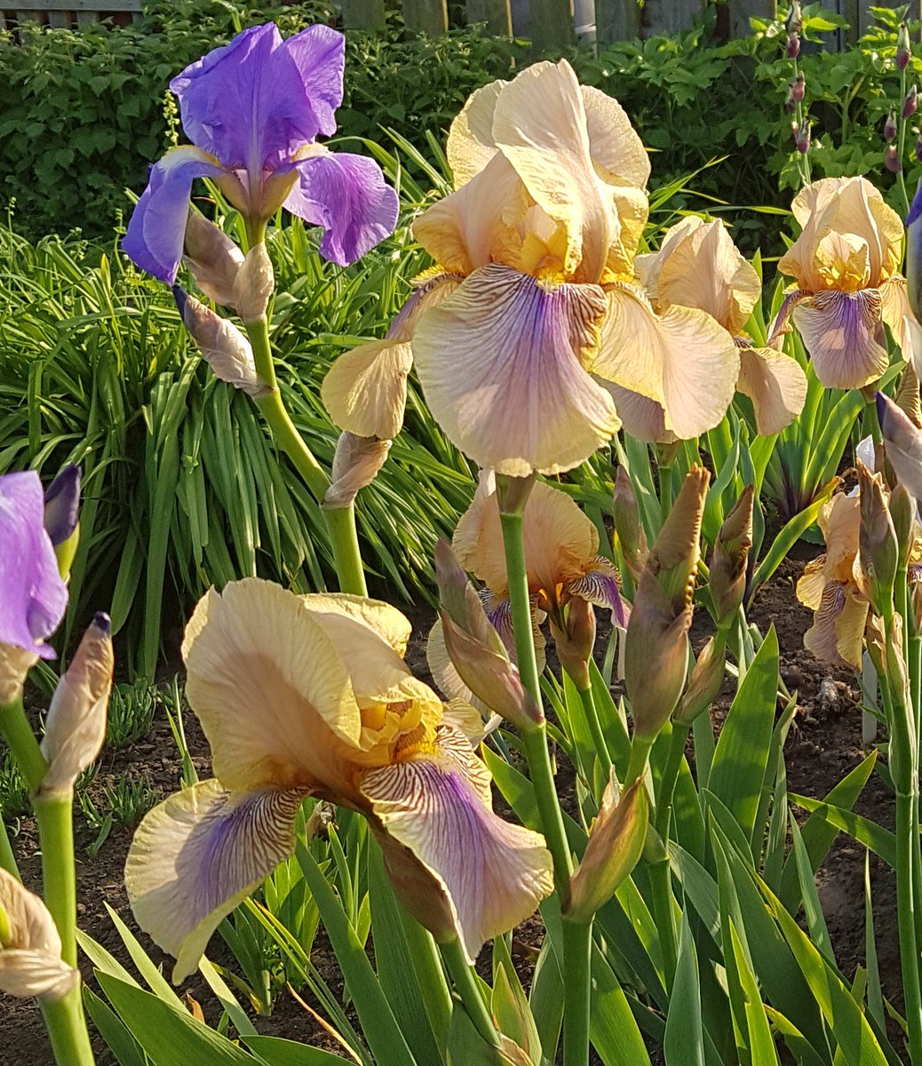 ChrisSretired's tweet photo. Benton Olive sharing the spotlight with old friend Jane Philips in sunny north lincs #bentoniris #iris #Lincolnshire https://t.co/hu9XG0NbS6