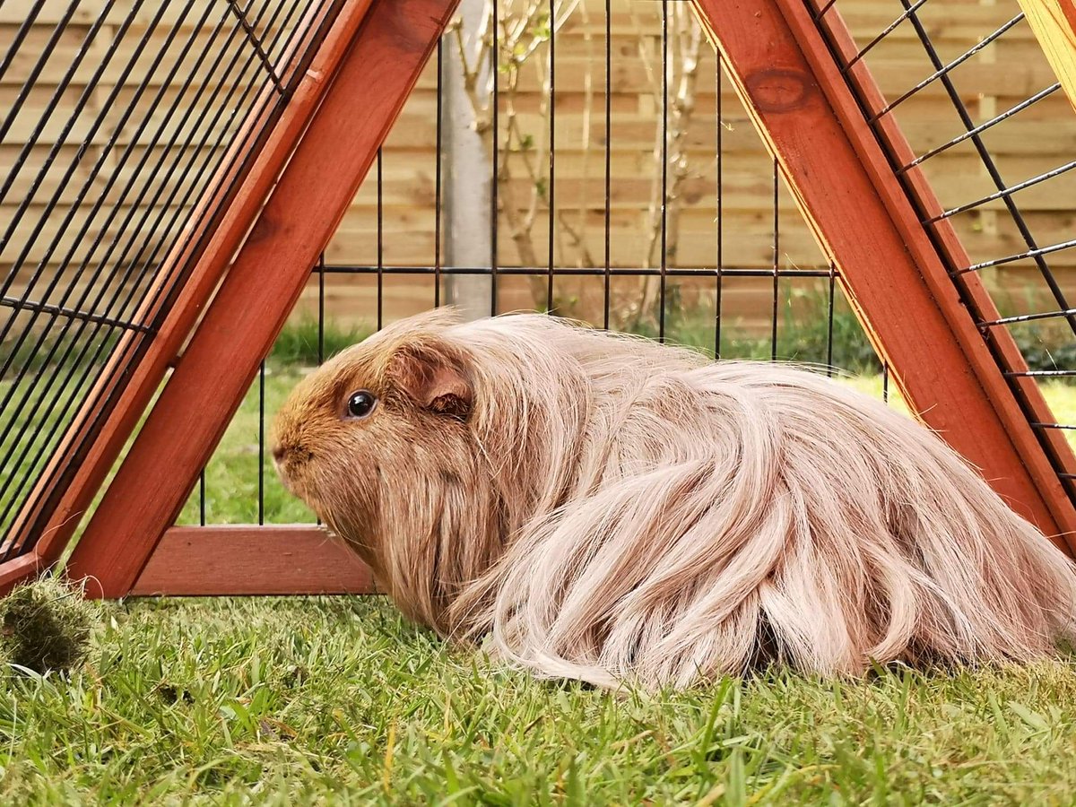 GeckoGirl71's tweet photo. Our Guinea Howard, aka 'T T' (Trumps Toupee), enjoying some 🎶Summer Lovin" #VIPsummersnap @PetsatHome https://t.co/qBRBh5IF1l