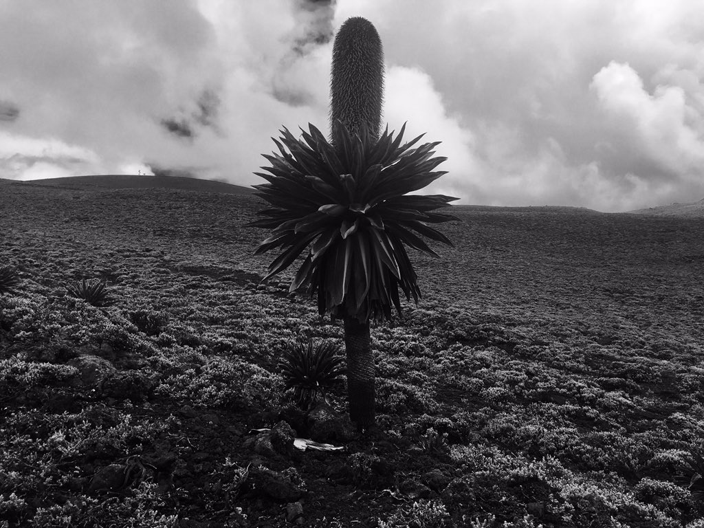Visiting #Bale mountains national park & hiking #tuludimtu the 2nd highest mountain in #ethiopia was one of the most exhilarating experiences ever. The place is a home & refugee of #redfox & #Nyala with breathtaking scenery & lovely weather! #mustvisitplace #landoforigin #hiking