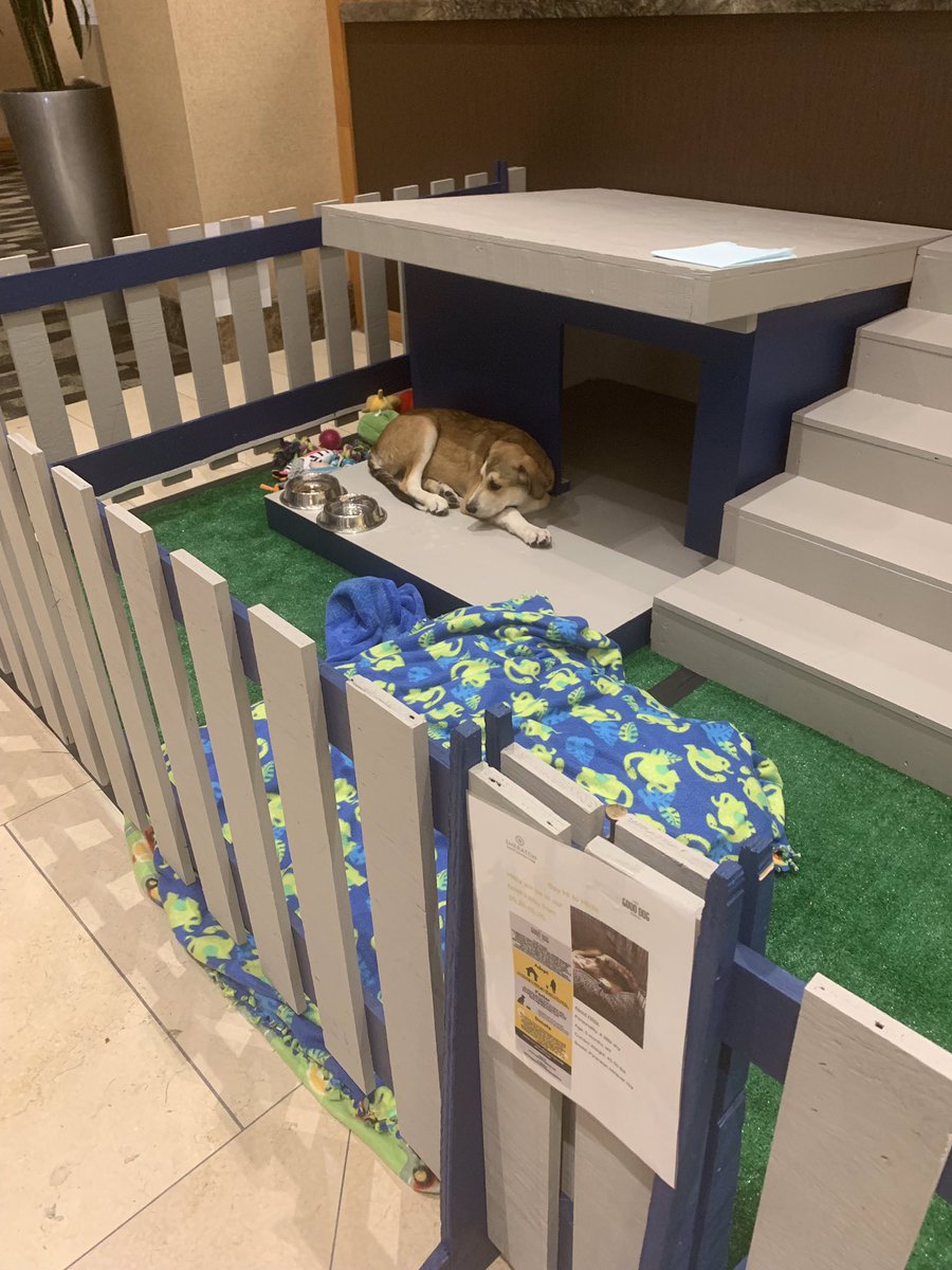 csofarrell's tweet image. Say hi to Hilda!  She’s up for adoption from Home for Good Dog Rescue at the Sheraton Hotels &amp;amp; Resorts  #ncra45 #ncraconf2019   #inspiration #lovewhereyouwork #petfriendlywork