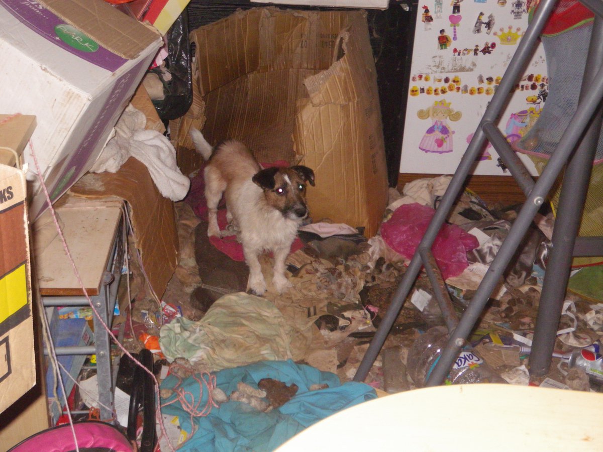 BBCLancashire's tweet photo. A woman's been banned from keeping animals for five years after moving out of her house in Colne and leaving her pets behind.

@RSPCA_official found six cats and a ferret dead at Zoe Elizabeth Pearsall Allen’s house after she moved out.

Four more cats and two dogs were rehomed. https://t.co/kLAQqlGjjh