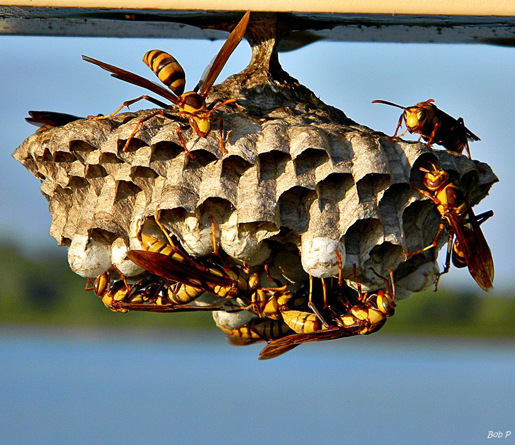 The wasp at the top of the nest is displaying a threat stance, with its wings in a "V" shaped position. This wasp wants you to back away, don't be arrogant and please respect her.The other wasps in this picture are calm and not interested in whatever the top one is seeing.