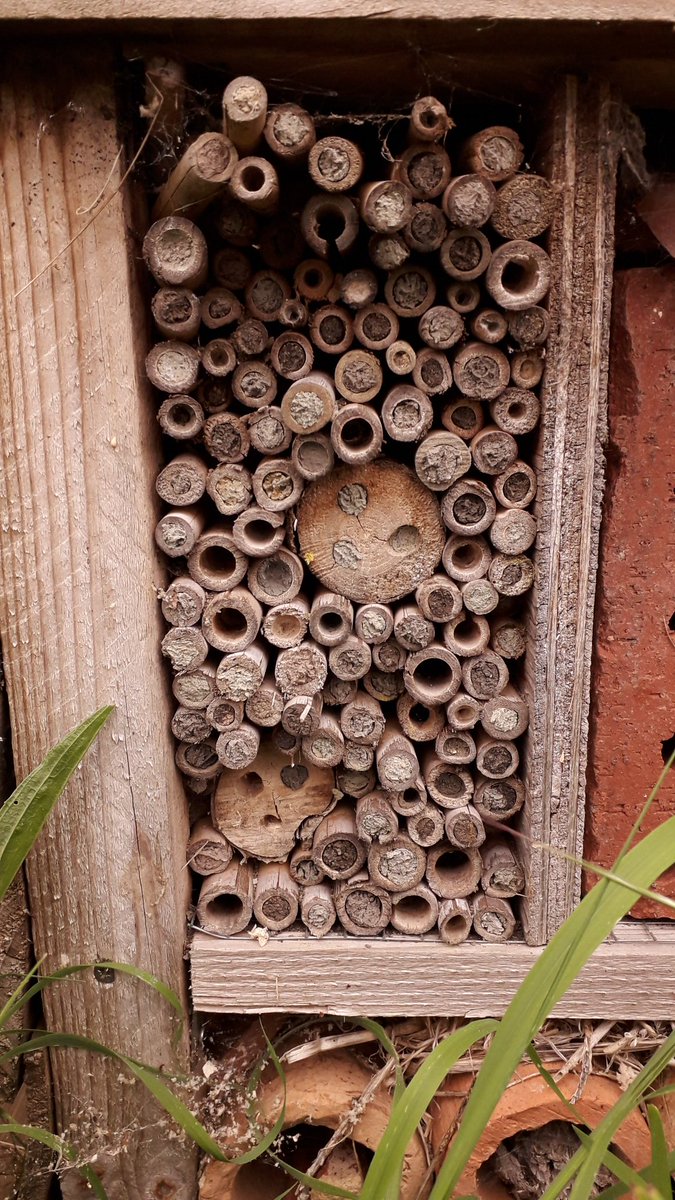 JDBaker81's tweet photo. Decent occupancy rates at the main #BugHotel at #DidcotBugs central! Lots of females still nipping in and out with little dollops of mud! 😍🐝😍🐝 https://t.co/WyVgbYr2UG