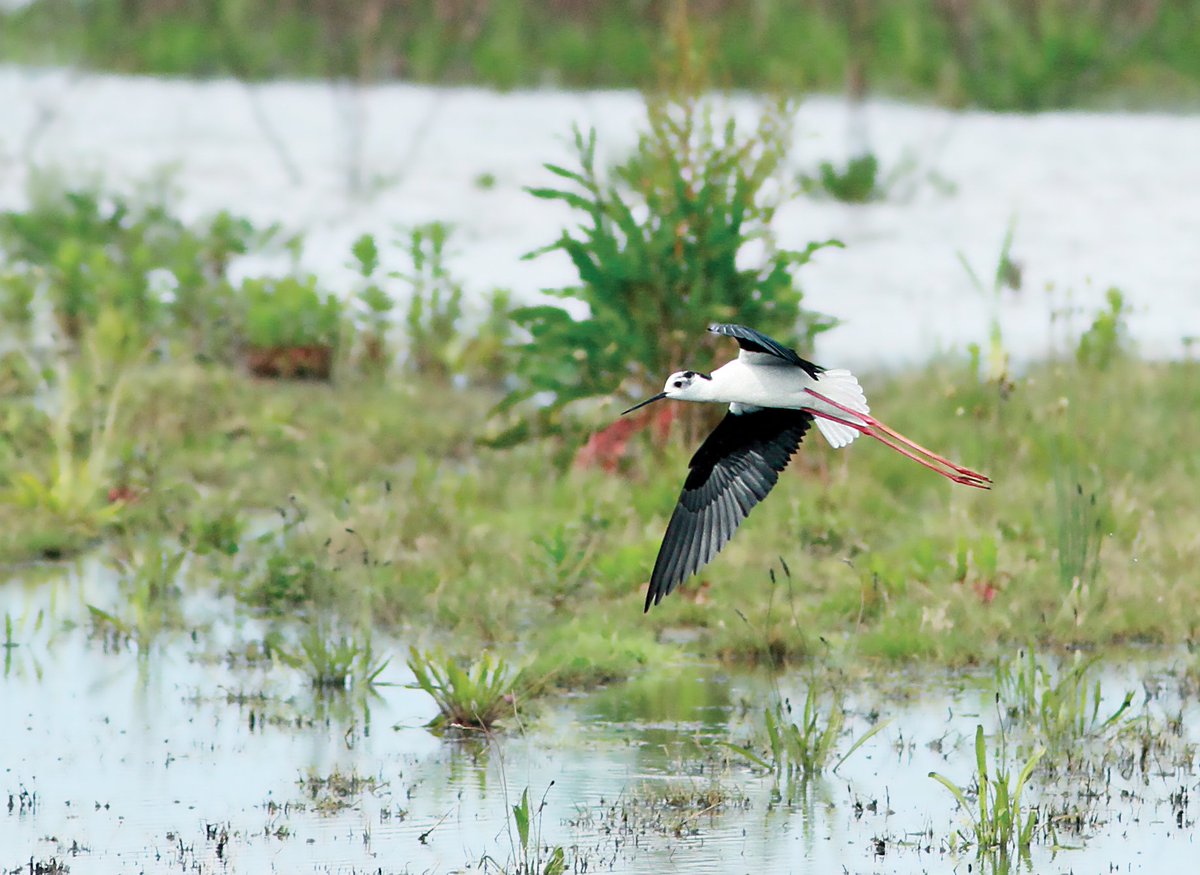 Pennyshotbirdin's tweet photo. Black-winged Stilt at North Point, Wells - 22nd May. https://t.co/yx7qE2tVl6