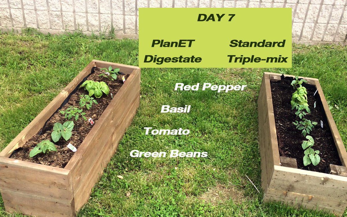 Check out our progress!
One week in both gardens look pretty happy. PlanET digestate making some difference I think.
#benefitsofbiogas
#Planetbiogas
@planetbiogassolutionsinc
#raisedbedgarden
