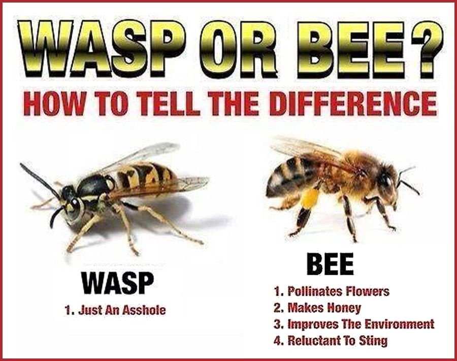 Unfortunately, public opinion is molded by media and when more than 90% of all media on wasps echos the image at the bottom, it's not hard to see how they've been receiving so much hatred.