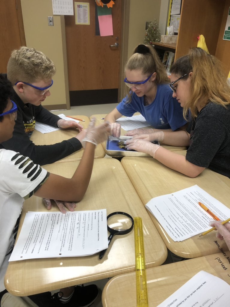 koontzscience8's tweet photo. One of my favorite days of the year @avonnorth1 in #b113- biology end of the year frog dissection! https://t.co/uRwgznInc9