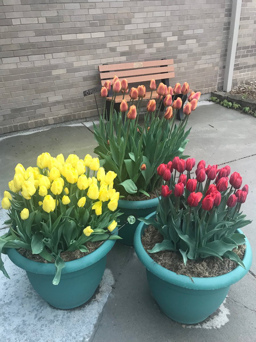 SunsetHillMedia's tweet photo. We love our secret gardener at SH. These beauties magically appear each spring and bring smiles to all. Thank you Steve! @Zone4GardenGuru https://t.co/WZpFTOAqY7