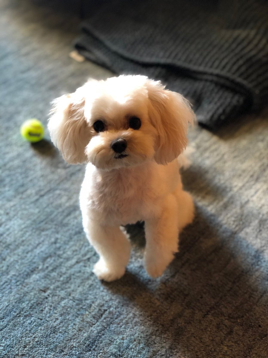 MarleyinDC's tweet photo. New trim haircut for #MemorialDay2019. 

#dog #doglovers https://t.co/krN2Dg9tKi