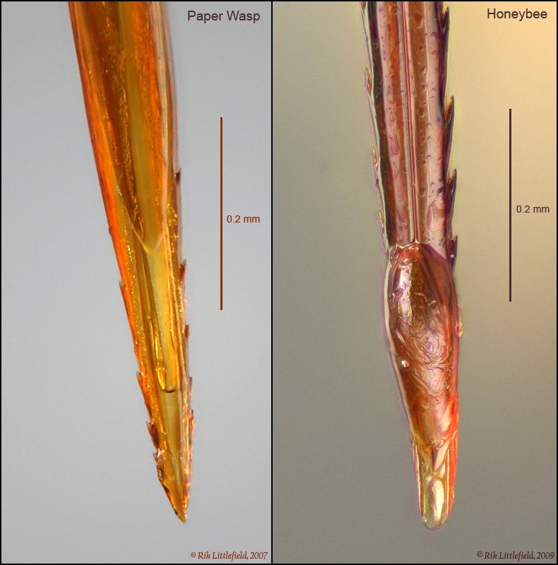 Another difference between the two is that bees die when they sting. This is because bee stingers are barbed and get caught in our tough skin. When they sting smaller animals, they can get away without tearing themselves in two. Wasps meanwhile don't have barbs on their stingers.