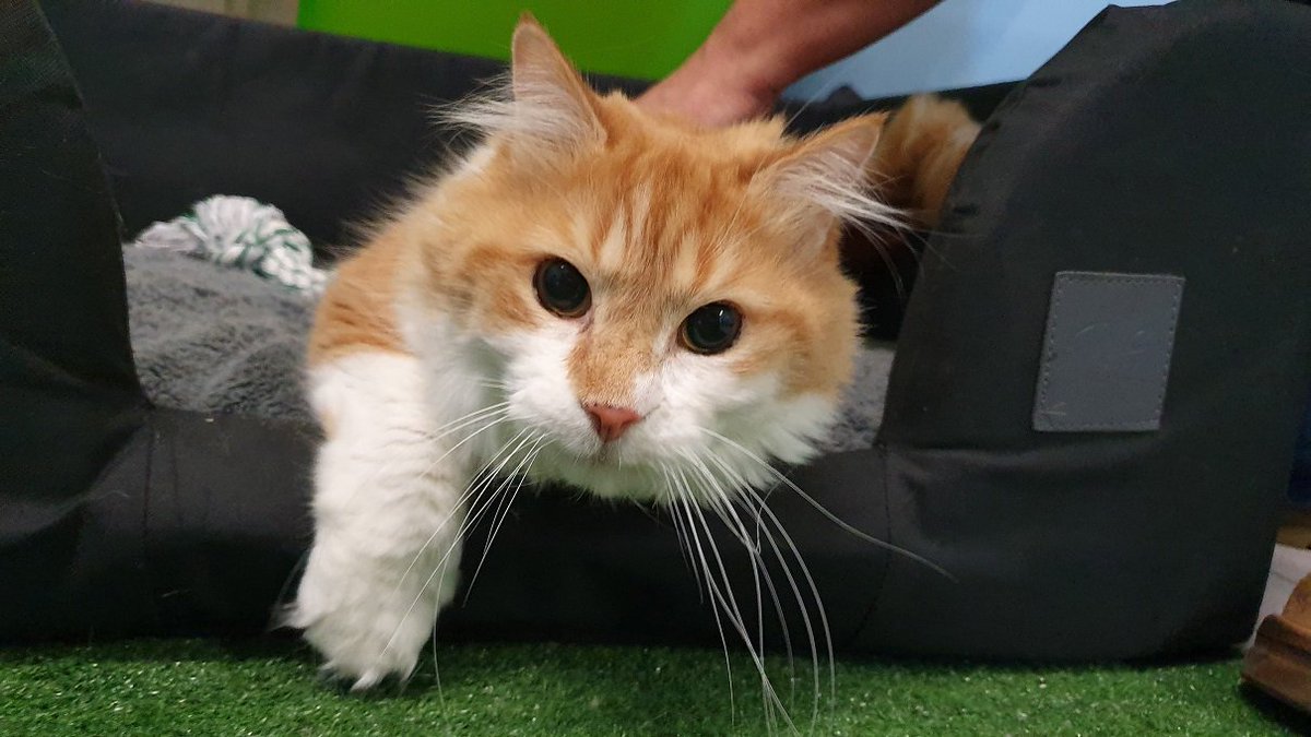EFLonboard's tweet photo. Billy the cat and Henry the rabbit arrived Dublin today from Sydney.
https://t.co/5k4nC8409X provided all the necessary to make sure they were chilled out after vet and document checked were completed.
#pets #pettravel https://t.co/lN8LywMdzp