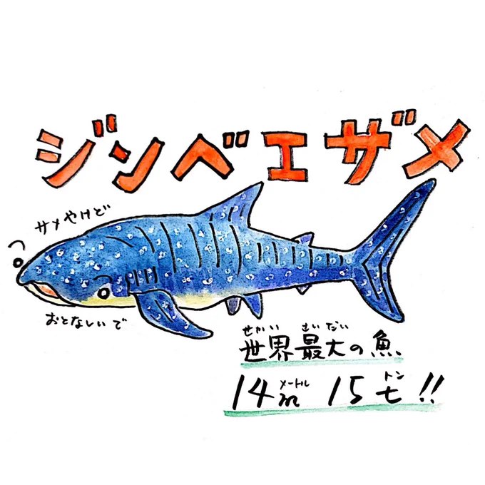 [いきものレッスン?]今週テーマ『#ジンベエザメ』奈良の大仏とほぼ同じサイズ世界最大の魚なんです宿題クイズ『ジンベエザメのある部分は昔食べていました。どの部分?』ヒント: 中華料理に…?クイズの回答はこちらから???#うおにい 