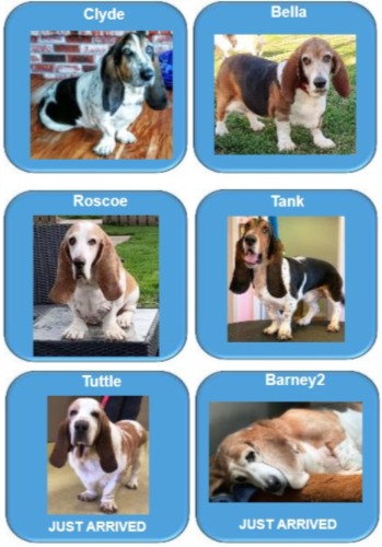 guardian angel basset