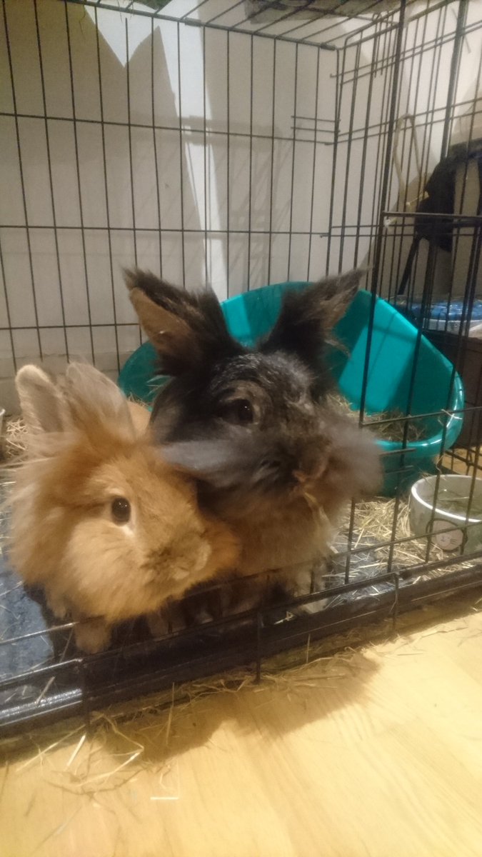 georgina_joy's tweet photo. @rabbitawareness My two mischief makers Cinnamon Bun (left) and Cocoa Bean 😍🐇💕🐰 https://t.co/KFwgov8PGk