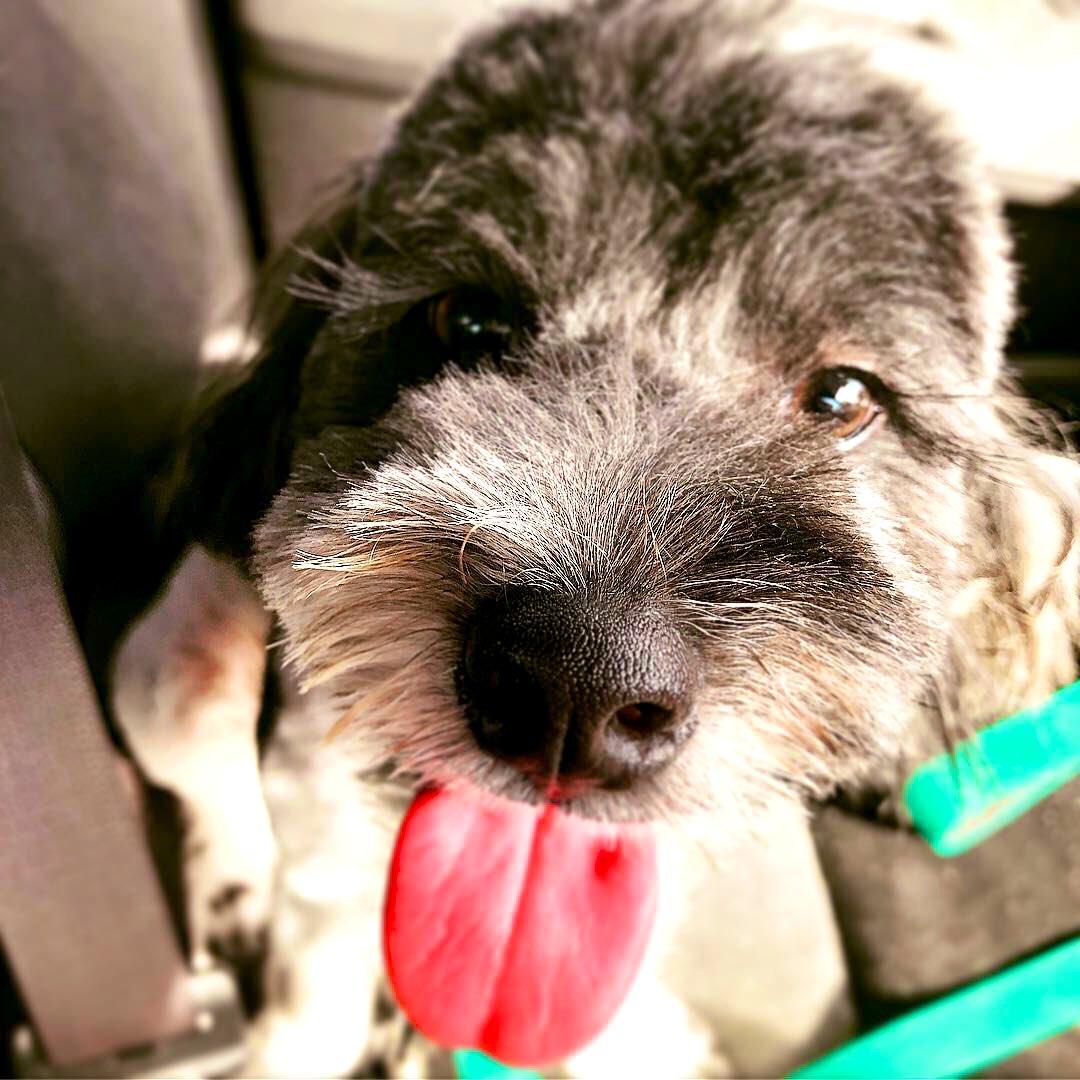 ADS_067's tweet photo. When you reach next level crazy dog lady &amp; don’t care #preciousboy #gotchaday #1year #woofgateaux #puppyspeanutcake https://t.co/lftZpdJFWI