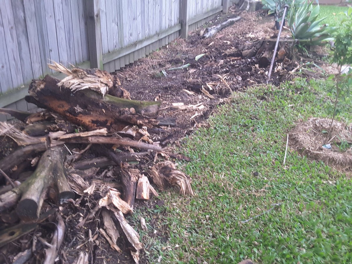 sacarlin48's tweet photo. @Asher_Wolf Mine was assuaging rage &amp; frustration by digging out the #deadwood in my garden. I've been doing this since Sat. All by myself but needed help from Steve for the last #BigRoot https://t.co/8o04FujYja