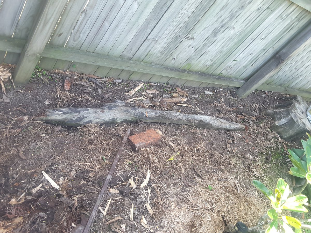sacarlin48's tweet photo. @Asher_Wolf Mine was assuaging rage &amp; frustration by digging out the #deadwood in my garden. I've been doing this since Sat. All by myself but needed help from Steve for the last #BigRoot https://t.co/8o04FujYja