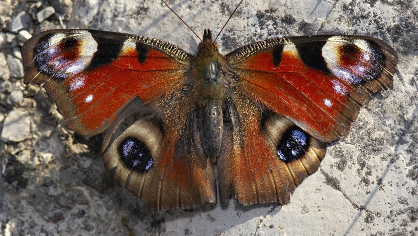 Quantum Universe On Twitter Als Kind Leren We Kleur Te - 