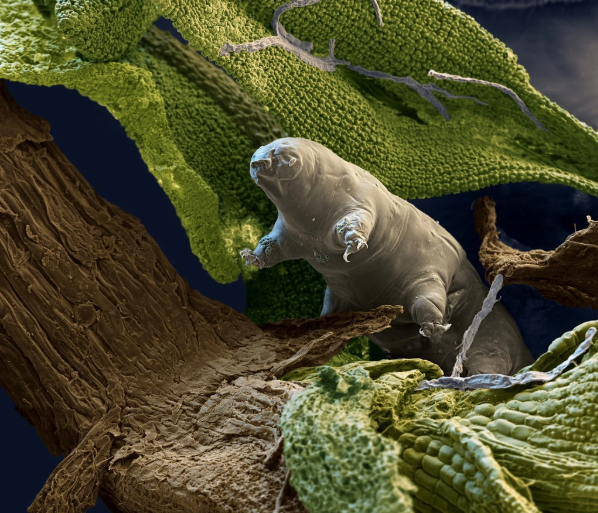 BagsTardigrade's tweet photo. The microscopic creatures, also called water bears, are known as much for their pudgy, almost comical, appearances as their ability to survive almost anything thrown there way, from starvation to radiation. #TardigradeBag #Bags #FireResistantBag #WaterResistantBag #InnovativeBags https://t.co/M5VbXalTYO