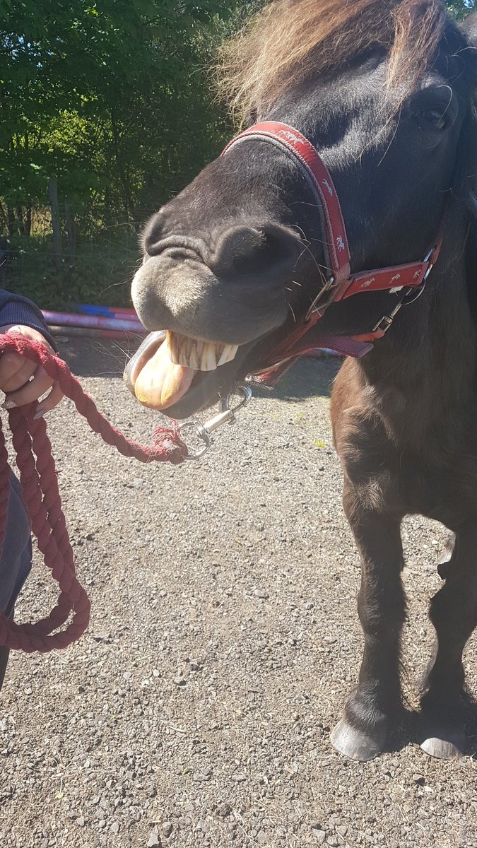 MrsMcCormack4's tweet photo. A beautiful day for a visit to Phantom's Legacy in Longriggend. Did you know that you can tell a horse's age by looking at their teeth? Thank you Jen and @janis561! 🐎 #horsetherapy #mindfulness https://t.co/yljnwpNiFG